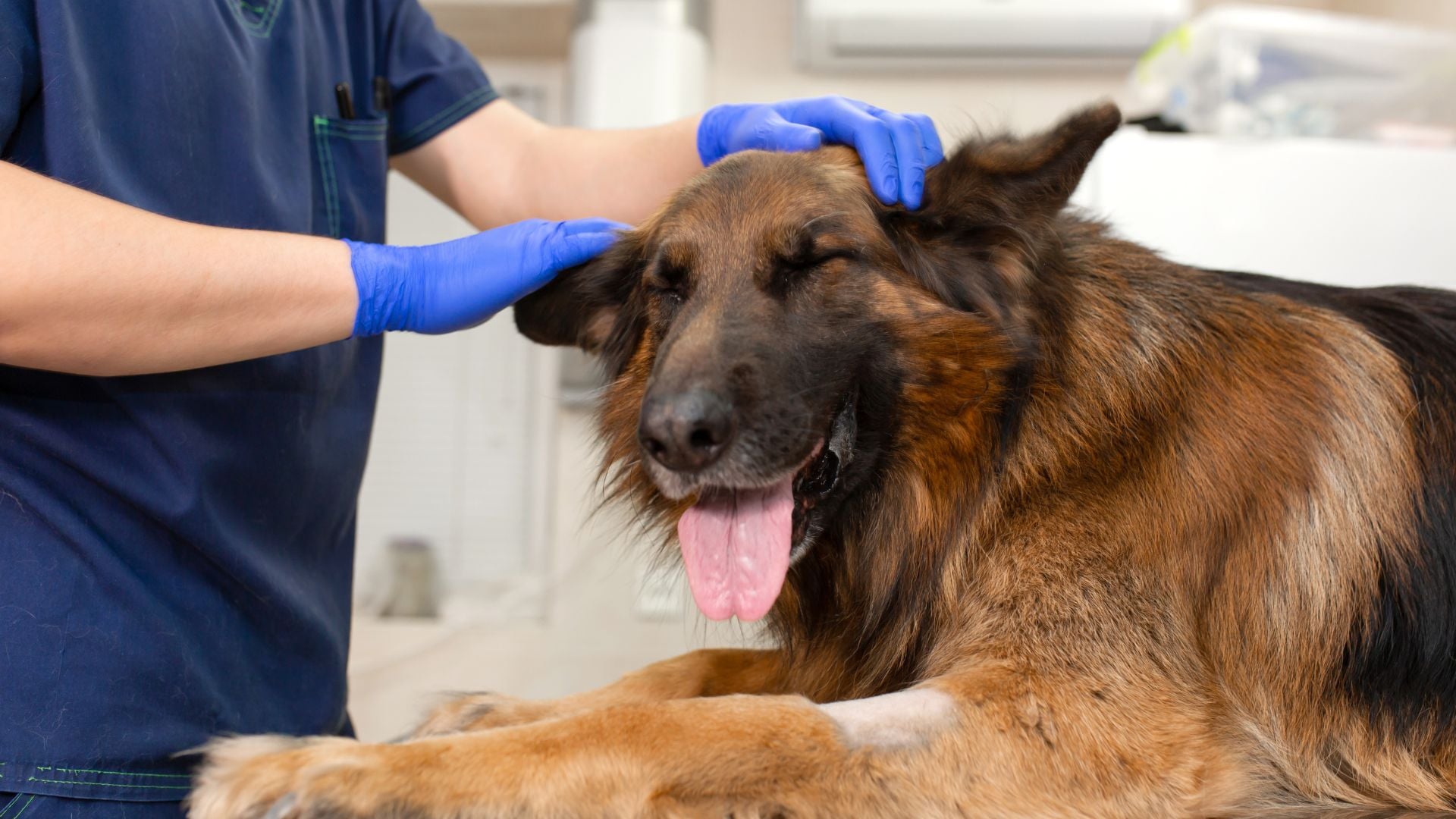 Vet website banner image (1920 × 1080 px) (2)